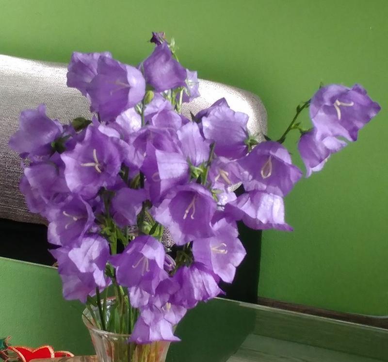 一枝花的爱情含义是什么？它在表达情感时有何特殊意义？