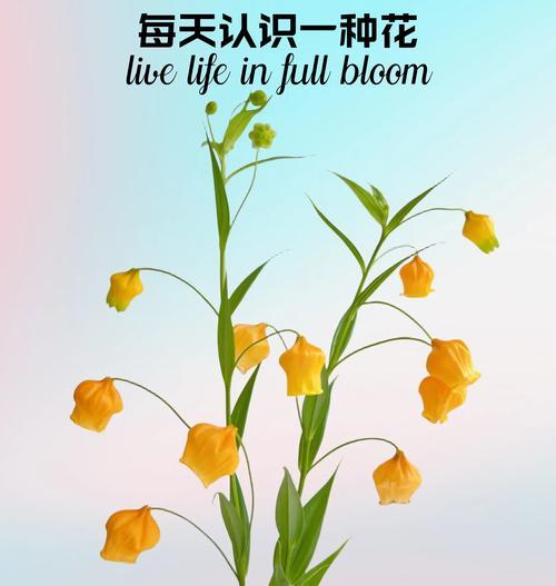 七色风铃花代表了什么？