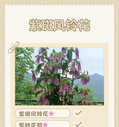 七色风铃花代表了什么？