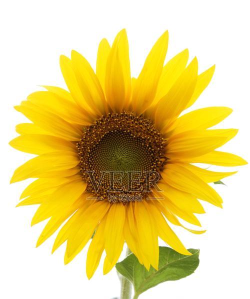 白色的向阳花寓意着什么？