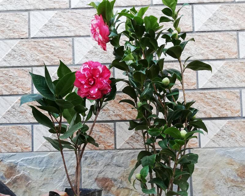 哪些白色花象征自由？它们的寓意是什么？