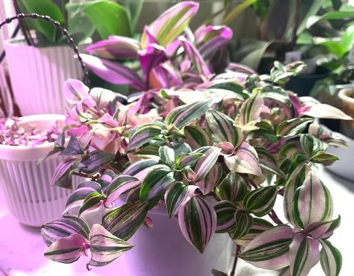 圣诞节送三朵花有什么含义？三朵花的寓意是什么？