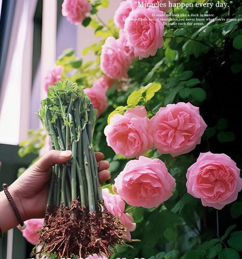 蔷薇花的花语是什么？不同颜色蔷薇花的象征意义是什么？