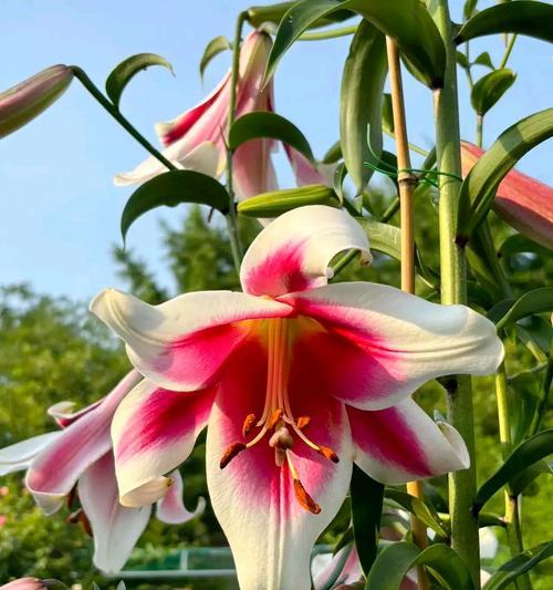 花色百合花的花语是什么？花色百合花寓意着什么？