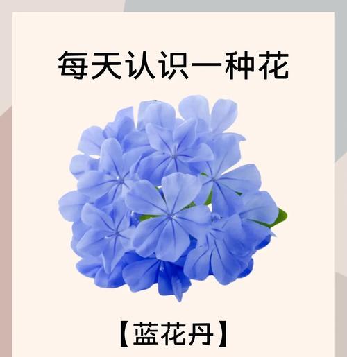 白色的蓝花有何寓意？白色蓝花象征着什么？