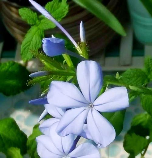 白色的蓝花有何寓意？白色蓝花象征着什么？