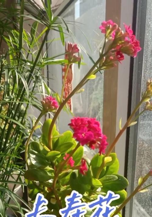 长寿花的花语是什么？鲜花寓意长寿的含义是什么？