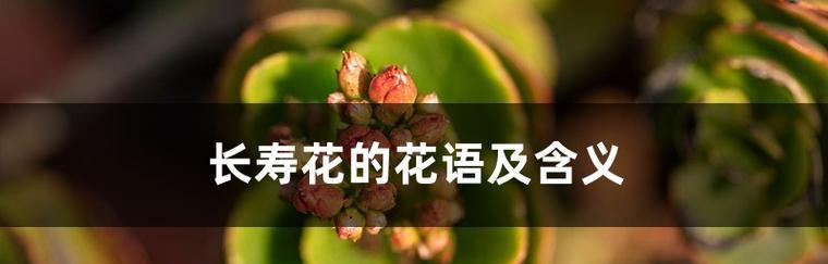 长寿花的花语是什么？鲜花寓意长寿的含义是什么？