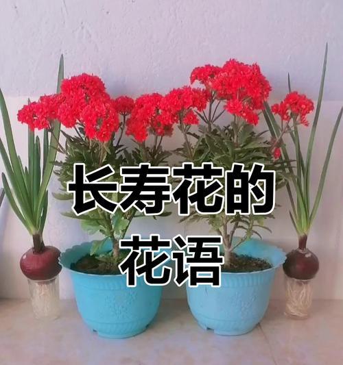 长寿花的花语是什么？鲜花寓意长寿的含义是什么？