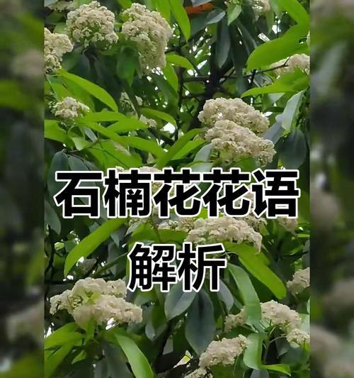 哪种花象征幸福团圆？幸福团圆花语有哪些？