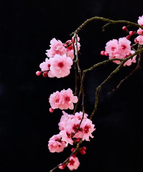 花的在文化的意义是什么？它们在不同文化中的象征意义是什么？