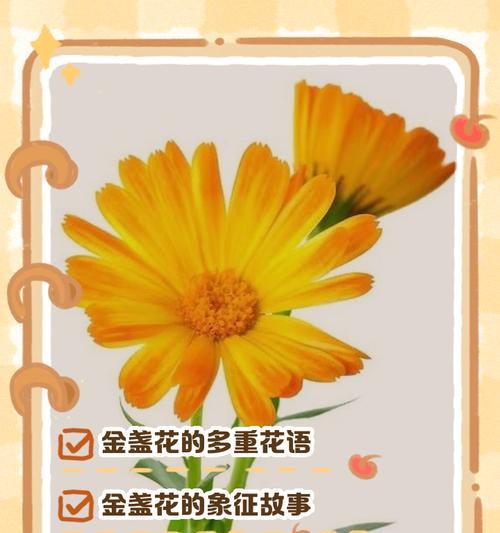 花的在文化的意义是什么？它们在不同文化中的象征意义是什么？
