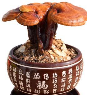 哪些假花象征着长寿和吉祥如意？