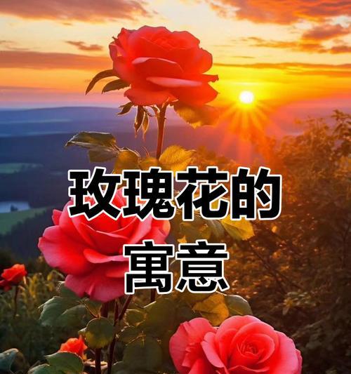 哪种颜色的花象征永恒？它们的含义是什么？