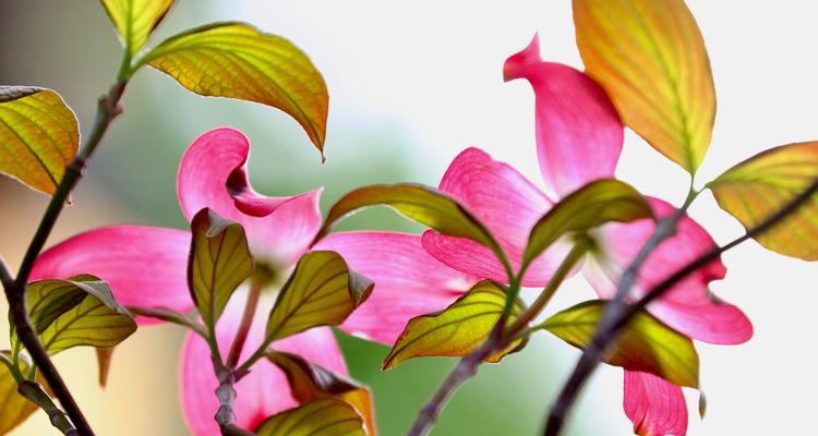 哪种颜色的花象征永恒？它们的含义是什么？