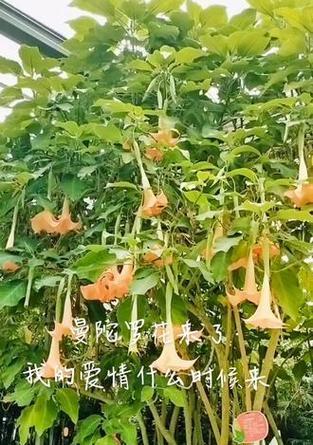 哪朵花象征着迟来的爱情？象征迟来爱情的花是什么？