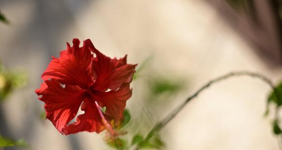 红色芙蓉花代表什么？芙蓉花的寓意有哪些？