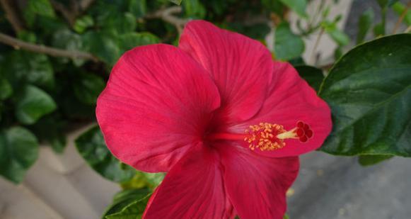 红色芙蓉花代表什么？芙蓉花的寓意有哪些？