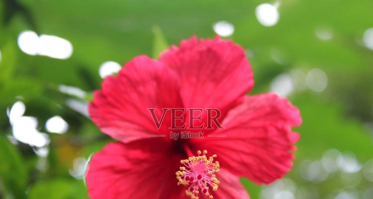 红色芙蓉花代表什么？芙蓉花的寓意有哪些？