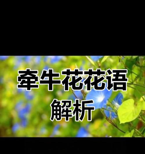 哪些花的花语象征爱情？象征爱情的花有哪些？