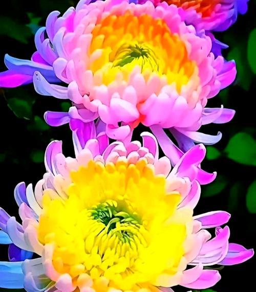 秋季哪种花寓意爱情？