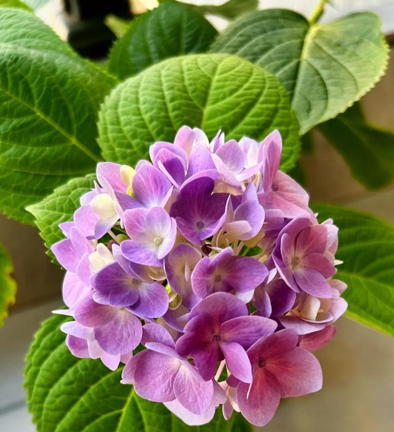哪种花象征自由快乐？如何用花表达自由快乐？