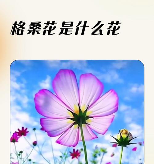 格桑花为何是西藏文化的象征？它代表什么？