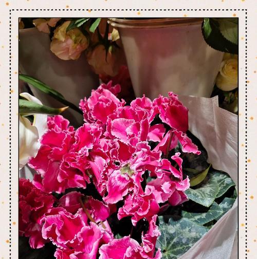 寓意吉祥的红色花有哪些？它们各自代表什么？