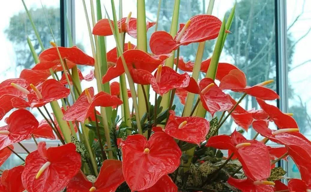 寓意吉祥的红色花有哪些？它们各自代表什么？