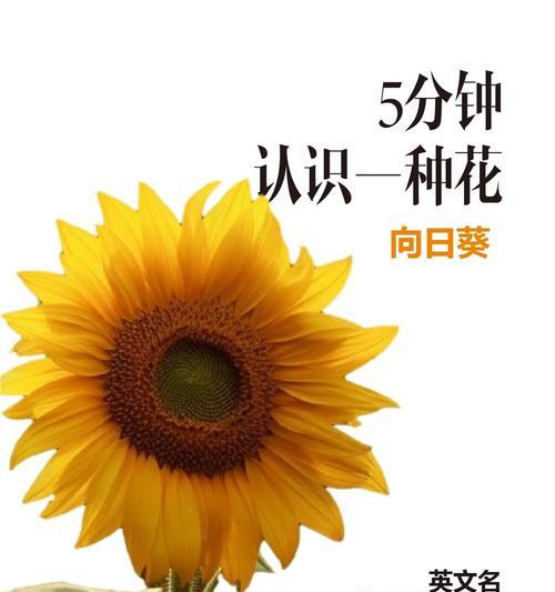 哪种花象征着希望和黄色礼服？它的寓意是什么？