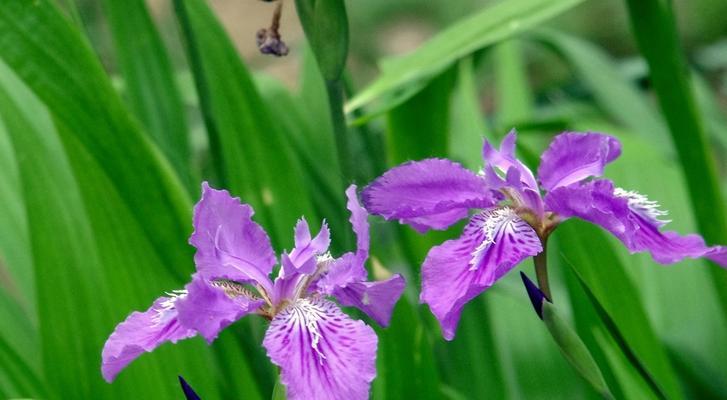 紫色蝴蝶花象征着什么？紫色蝴蝶花的寓意是什么？