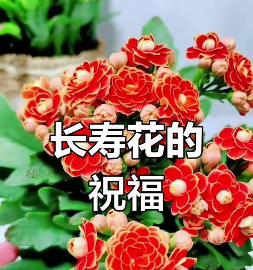 送长辈什么花寓意美好？如何选择寓意美好的花？