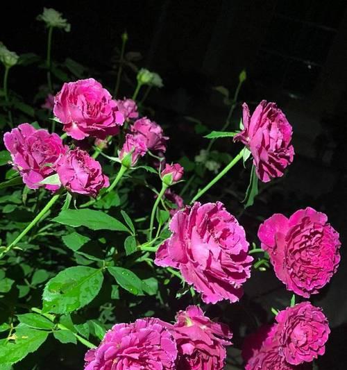 端午节观赏月季花有何寓意？