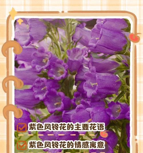 绿色与紫色搭配的花语是什么？