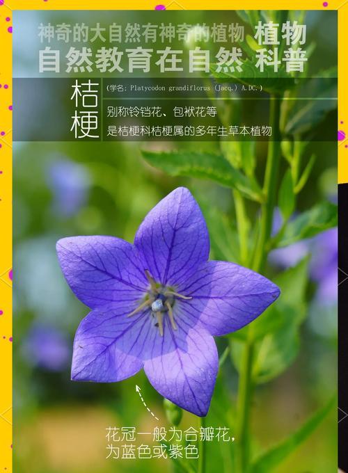 绿色与紫色搭配的花语是什么？