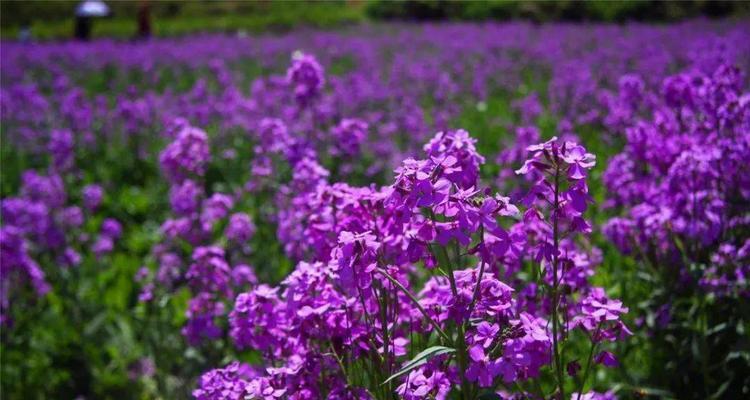 矢车菊的花语紫色代表什么？紫色矢车菊的寓意是什么？