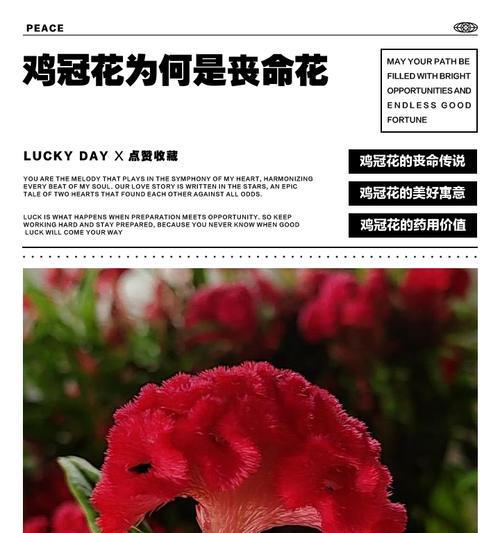 鸡冠花的寓意和传说故事有哪些？