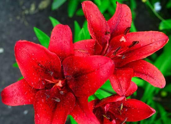 哪种红色的花寓意最好？红色花的寓意是什么？