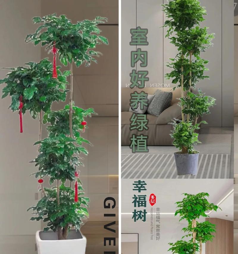 幸福发花语是什么？如何通过花语表达幸福？