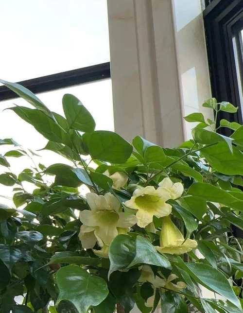 幸福发花语是什么？如何通过花语表达幸福？