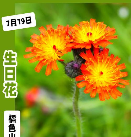橘色花的含义是什么？橘色花在花语中有哪些特别的含义？