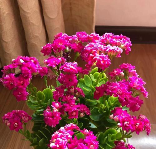 吉利花有哪些？好运花的寓意是什么？