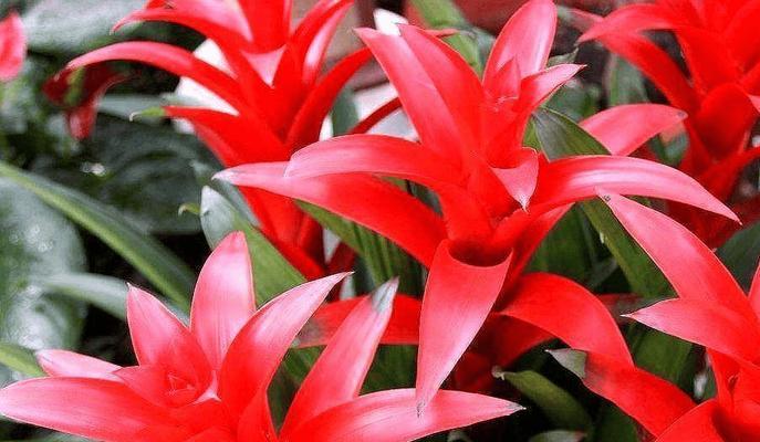 吉利花有哪些？好运花的寓意是什么？