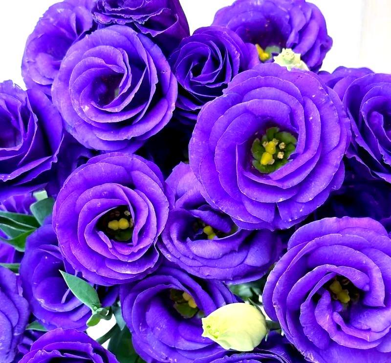 紫色桔梗花的花语含义是什么？