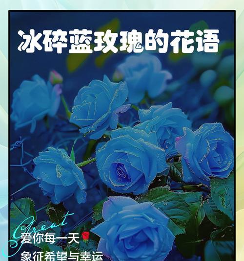 蓝色玫瑰花几支的花语是什么？不同数量的蓝色玫瑰代表什么？