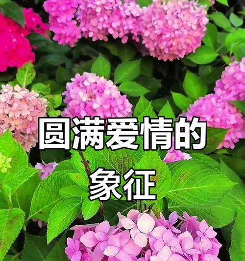 哪种花象征着甜蜜的爱情？