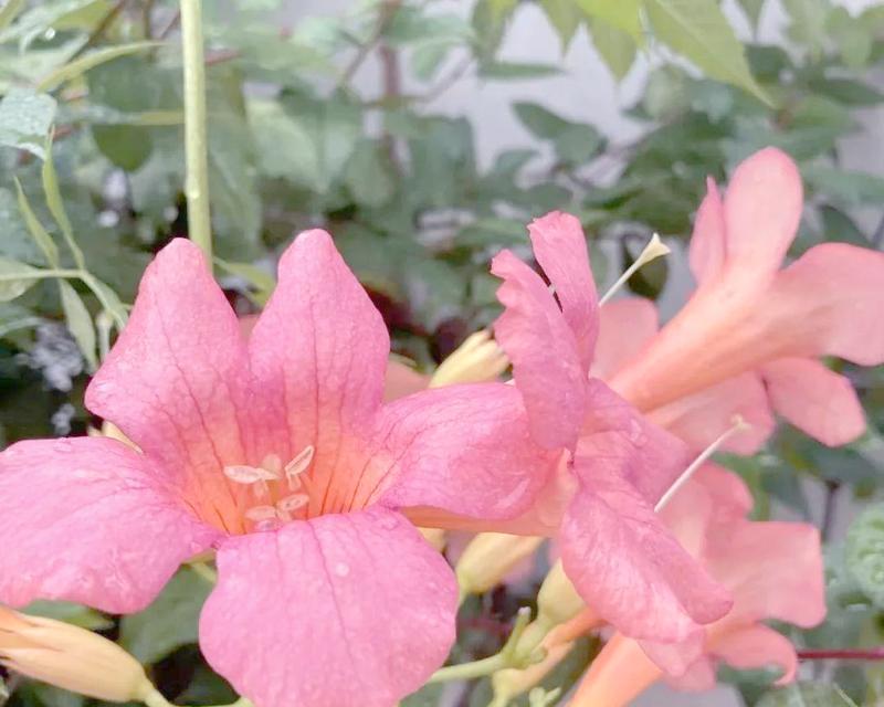 凌霄花在文化中象征着什么？
