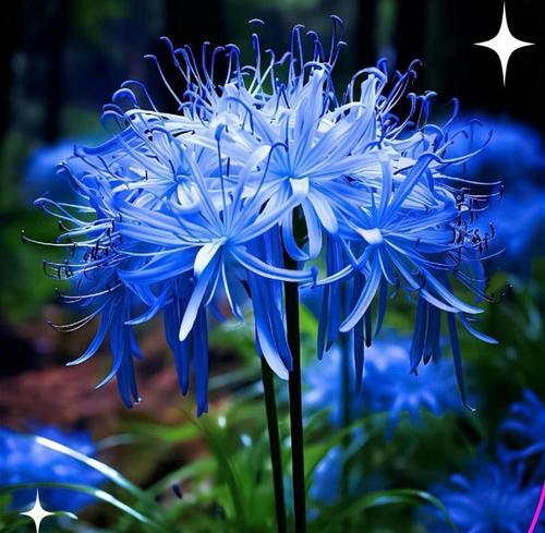 蓝色花代表什么？蓝色花的花语含义和象征意义是什么？