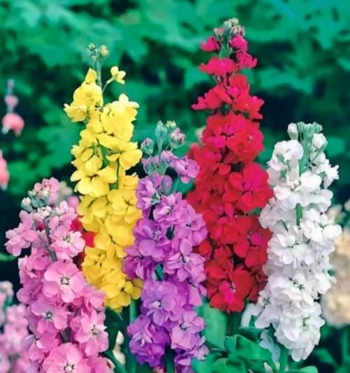 玫瑰花颜色不同意义也不同吗？玫瑰花颜色与花语372