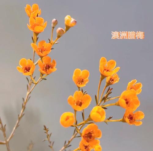 白色腊梅手捧花代表什么？白色腊梅的花语是什么？